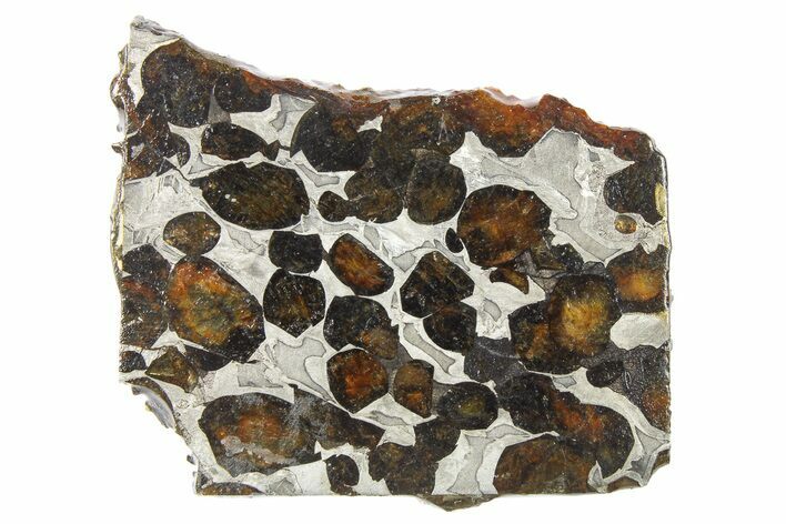 Polished Sericho Pallasite Meteorite ( g) Slice - Kenya #262842